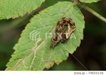 生き物 昆虫 モントガリバ、幼虫です。茶色の三角形を連ねたような模様は枯葉に擬態? 生き物 昆虫 モントガリバ、幼虫です。茶色の三角形を連ねたような模様は枯葉に擬態? 79650130