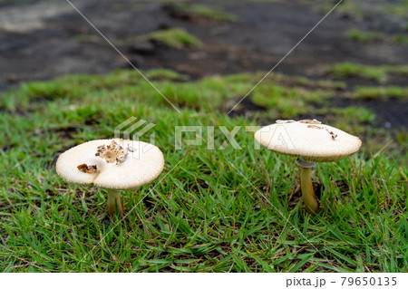 海岸に生えるキノコ 海岸に生えるキノコ 79650135