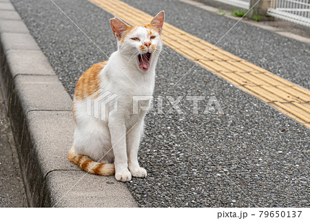 早朝の野良猫 早朝の野良猫 79650137