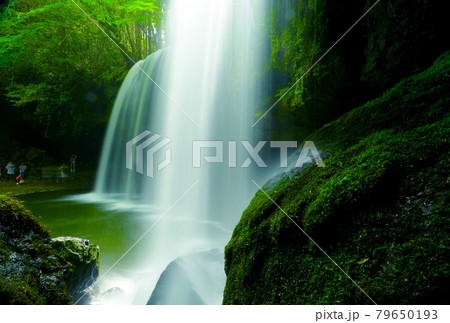 優雅で神秘的　新緑に包まれた鍋ケ滝 79650193