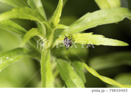 ウシカメムシ 79650405