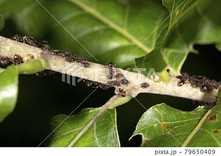アリとアブラムシ アリとアブラムシ 79650409