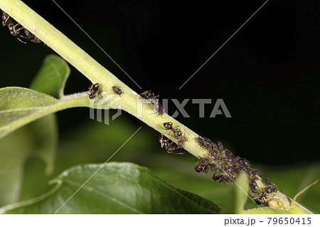 アリとアブラムシ 79650415