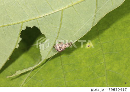 スグリゾウムシ 79650417