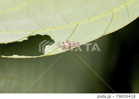 スグリゾウムシ 79650418