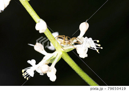 スジアカハシリグモ スジアカハシリグモ 79650419