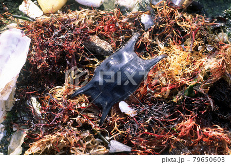 漂着したエイの卵殻  漂着物 79650603