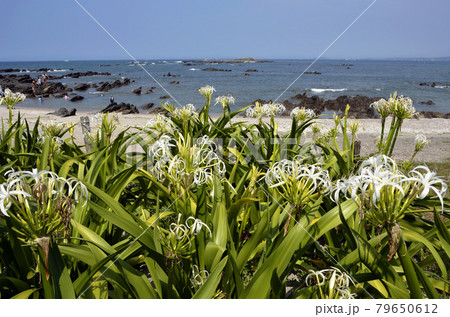 浜木綿の海辺　ハマユウ　海岸植物 79650612
