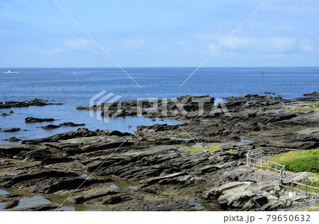 潮が引いた磯 天神島 天神島臨海自然教育園 潮が引いた磯 天神島 天神島臨海自然教育園 79650632