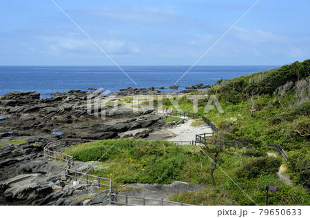 天神島臨海自然教育園 天神島 潮が引いた磯 天神島臨海自然教育園 天神島 潮が引いた磯 79650633