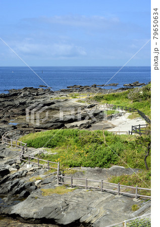 天神島臨海自然教育園 天神島 潮が引いた磯 天神島臨海自然教育園 天神島 潮が引いた磯 79650634