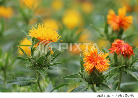 山形県の県花 ベニバナ 山形県の県花 ベニバナ 79650646