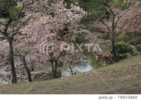 奈良公園の桜と鹿 奈良公園の桜と鹿 79650860