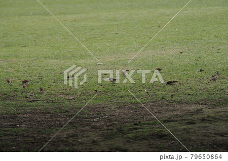 奈良公園　とびひののかわらひわ 79650864