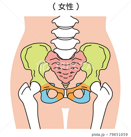 骨盤　女性の骨盤 79651059