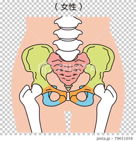 骨盤　女性の骨盤 79651059