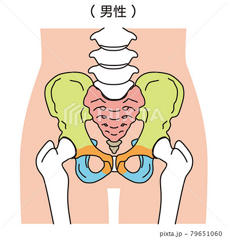 骨盤 男性の骨盤 骨盤 男性の骨盤 79651060