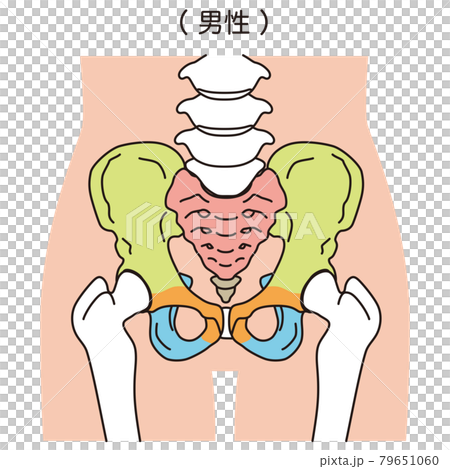 Pelvis Male pelvis 79651060