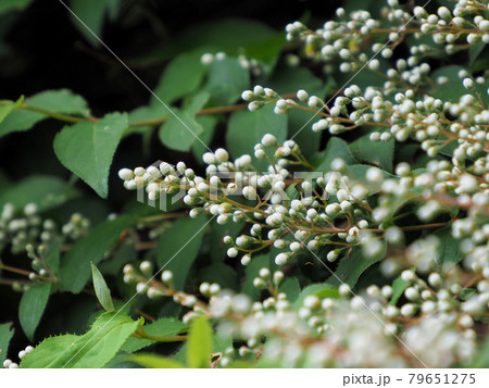 雨ヶ池越えの登山道で見つけた白い小さなつぼみ　ゴマキ？ヒラカンサ？　大分県玖珠郡九重町田野 79651275