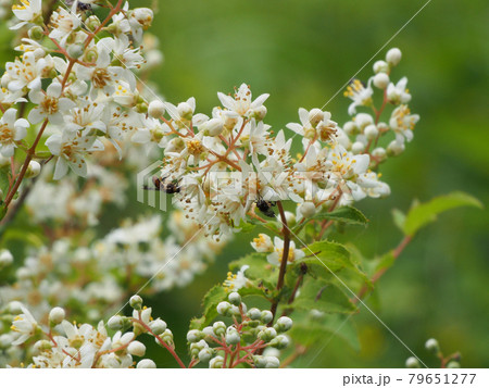 坊ガツルで見つけた小さな白い花 ゴマキ?ヒラカンサ? 大分県竹田市久住町大字有氏 坊ガツルで見つけた小さな白い花 ゴマキ?ヒラカンサ? 大分県竹田市久住町大字有氏 79651277