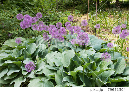 Close-up pink or lilac flower. Background, texture. Allium Close-up pink or lilac flower. Background, texture. Allium 79651504