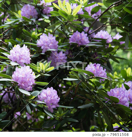 Lilac flowers of rhododendron. Large beautiful flowers, background and texture 79651508