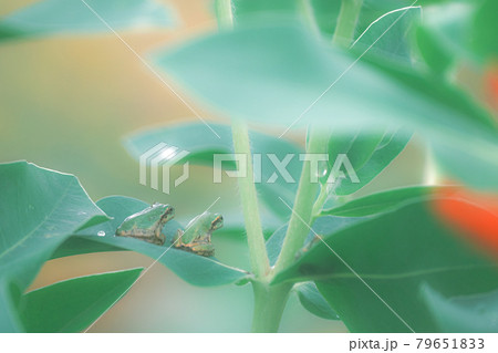 カエル兄弟 79651833