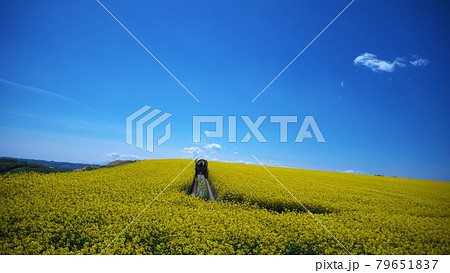 絶景の菜の花畑を散策 絶景の菜の花畑を散策 79651837