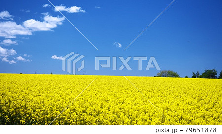 絶景の菜の花畑を散策 79651878