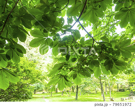 植物、写真　森林公園の栃の木の緑陰　自然のクーラー　sdgsni温暖化の中涼しい木陰　自然のパラソル 79651972