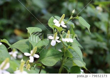 ドクダミ ドクダミ 79652173