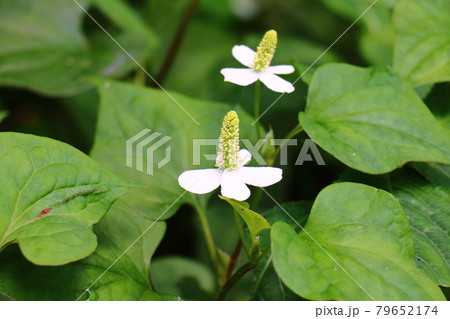 ドクダミ 79652174