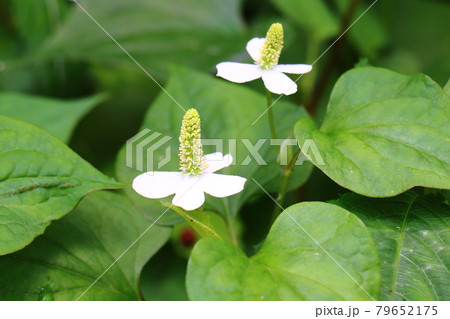 ドクダミ 79652175