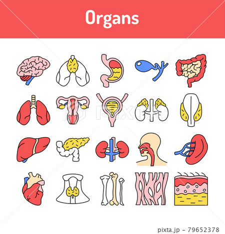 Organs line icons set. Isolated vector element. Organs line icons set. Isolated vector element. 79652378