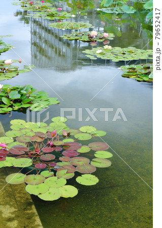 睡蓮の池 花博記念公園 睡蓮の池 花博記念公園 79652417