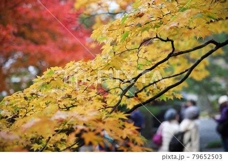 秋の京都の観光地の風景 秋の京都の観光地の風景 79652503