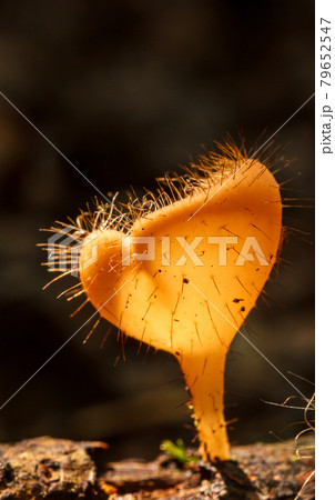 champagne mushroom 79652547