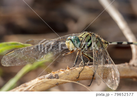 Dragonfly green Dragonfly green 79652577