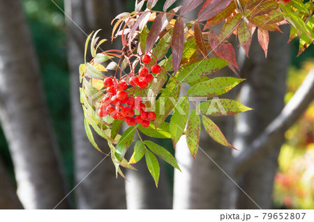 赤いナナカマドの実と緑の葉 79652807