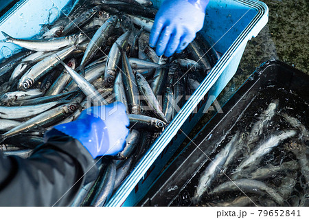 魚の選別 79652841