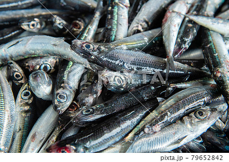 魚の選別 79652842