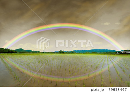 虹　田植え後の水田(香川県) 79653447