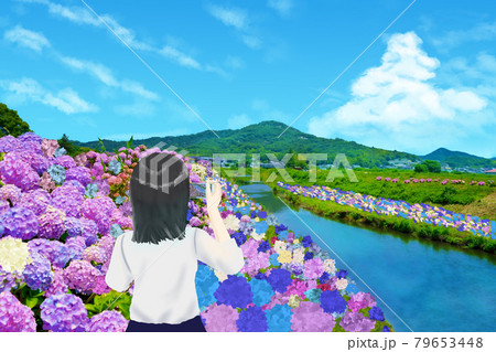 あじさい　スマホで撮影する女の子(香川県さぬき市) 79653448