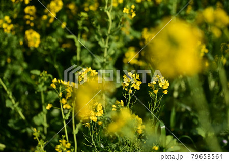見えない場所から綺麗に花を咲かせてアピールする菜の花 見えない場所から綺麗に花を咲かせてアピールする菜の花 79653564