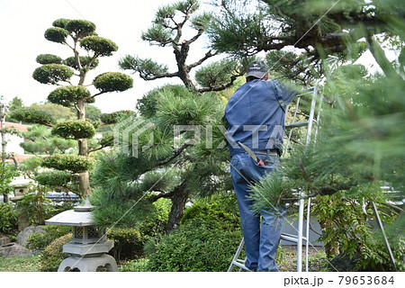 庭の剪定中の職人さん 79653684