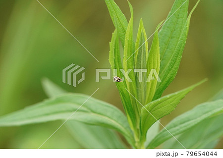 セイタカアワダチソウヒゲナガアブラムシを食べるヒメカメノコテントウ セイタカアワダチソウヒゲナガアブラムシを食べるヒメカメノコテントウ 79654044