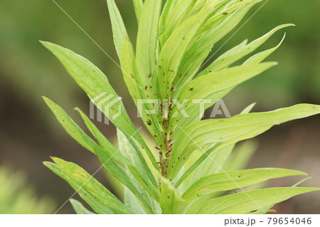 セイタカアワダチソウヒゲナガアブラムシとヒメカメノコテントウ セイタカアワダチソウヒゲナガアブラムシとヒメカメノコテントウ 79654046