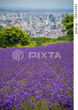 北海道　札幌市　幌見峠　ラベンダー　 79654097