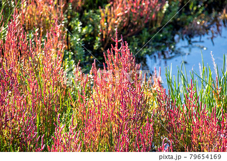 浜辺の赤色の植物 浜辺の赤色の植物 79654169