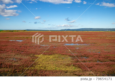 あかくなった浜辺の植物と青空 あかくなった浜辺の植物と青空 79654171